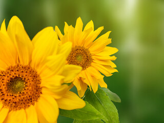 two happy and beautiful sunflowers in the warm summer