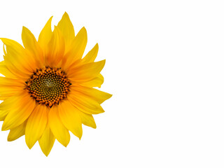 young Sunny sunflower on a white background on the side of the frame