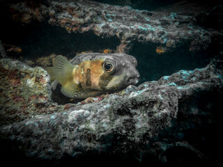 Curious Spotted Burrfish at the bottom of the Indian ocean