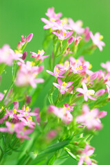 Obraz premium ピンクの花