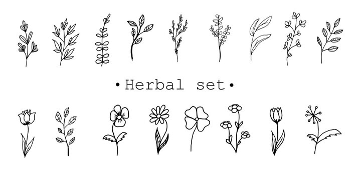 hamd drawn set of flowers and branches