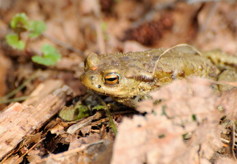 A common toad ( Bufo bufo) sits under a dry leaf on a spring morning. Moscow region. Russia.