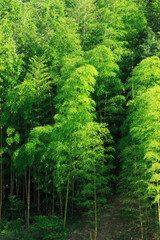 Obraz premium 竹林