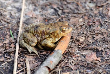Naklejka premium A common toad ( Bufo bufo) sits on a path Near a forest lake. Moscow region. Russia.