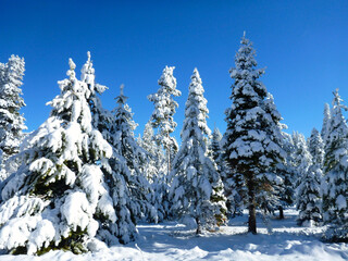 Scenic winter landscape view of snow covered pine trees on a bright sunny day with vibrant blue skies
