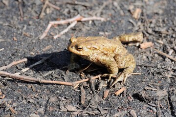 Naklejka premium A common toad ( Bufo bufo) sits on a path Near a forest lake. Moscow region. Russia.