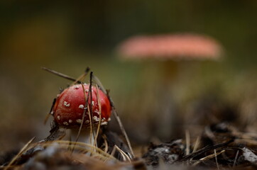 fly agaric mushroom in forest