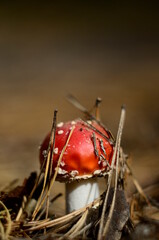 fly agaric mushroom in forest