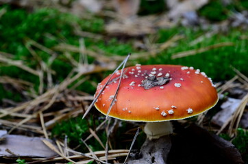 fly agaric mushroom in forest