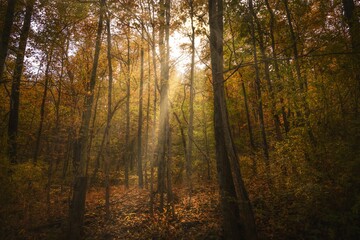 This scenic video shows sun rays shining through a vast tree filed forest landscape during autumn.
