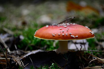 fly agaric mushroom in forest