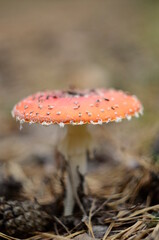 fly agaric mushroom in forest