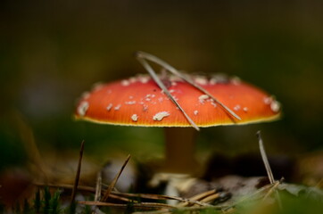 fly agaric mushroom in forest