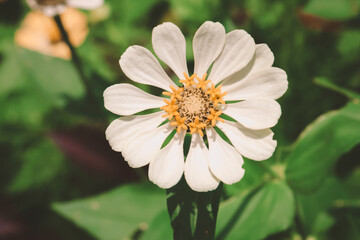 Fototapeta premium close up of white zinnia flowers with yellow nectar