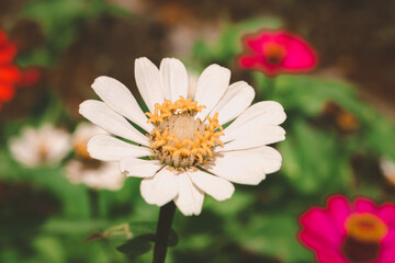 Obraz premium close up of white zinnia flowers with yellow nectar