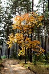 autumn in the forest
