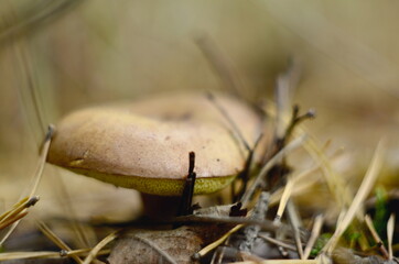 
polish mushroom in autumn forest