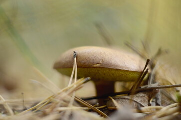 
polish mushroom in autumn forest