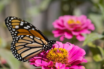 Fototapeta na wymiar Monarch Butterfly Macro Profile on Pink Zinnia