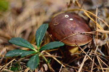 
polish mushroom in autumn forest
