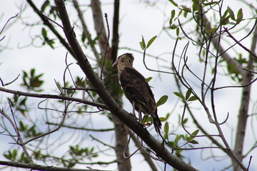 bird on a branch