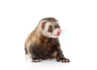 Fototapeta na wymiar Gray-black sable stands on a white background looks at the camera and licks his nose. Domestic ferret concept. Exotic pet care concept. Isolated on white background