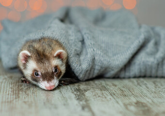 Fototapeta na wymiar Little ferret puppy sleeps on the floor wrapped in a warm jacket