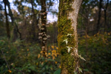 Fototapeta premium This image shows a moss covered tree in remote lush forest landscape