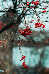 Viburnum branches with red ripe berries in rainy autumn morning. Selective focus. Shallow depth of field.