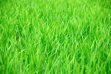 Obraz premium 田んぼ