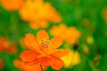 キバナコスモス