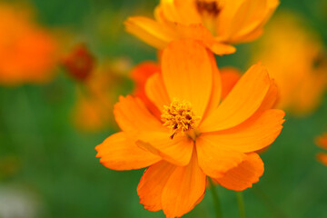 キバナコスモス