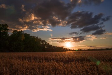 This dreamy image shows a gentle glowing sun setting over rural soybean fields with dramatic clouds in the sky. 