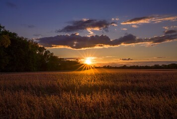 This idyllic image shows a captivating glowing sun setting over rural soybean fields with sun rays shining over the crops. 
