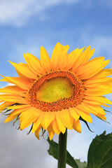 Obraz premium ヒマワリ