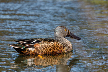 Australasian Shoveler Duck in New Zealand