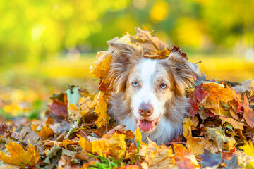 Border collie dog lies inside a pile autumn leaf