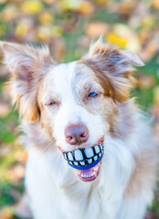 Happy Border collie holds funny ball with teeth in it mouth at autumn park