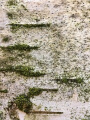 Birch bark with moss, natural background in macro