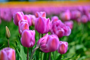 Obraz premium Beautiful Tulips in Skagit Valley, Washington-USA
