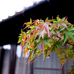 秋のはじまり 紅葉