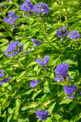 Honeybee pollinating the blue flowers of a Bluebeard plant, as a nature background
