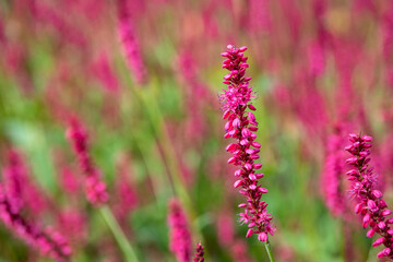 Bright pink Fleece Flowers blooming, as a nature background
