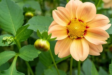 ダリアは種類が豊富、それぞれにニックネームがついていますがこちらはコッキネアオレンジ