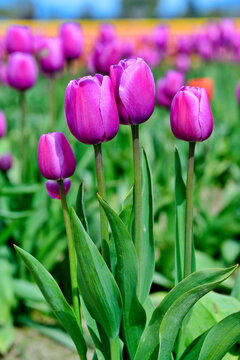 Beautiful Tulips in Skagit Valley, Washington-USA