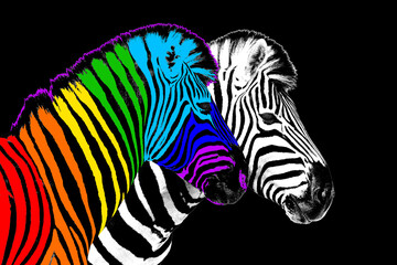Fototapeta na wymiar Usual & rainbow color zebra black background isolated, individuality concept, stand out from crowd, uniqueness symbol, independence, dissent, think different, creative idea, diversity, outstand, rebel