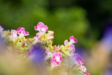 トレニアはひとつでは小さくて目立ちませんが、グランドカバーにして密集すると見ごたえがあります
