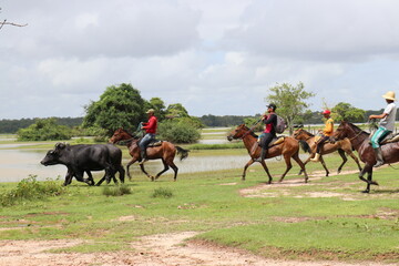 horse and rider