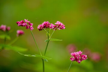 腰が強くとてもおいしい赤そばは高嶺ルピーと呼ばれて蕎麦通に好まれています