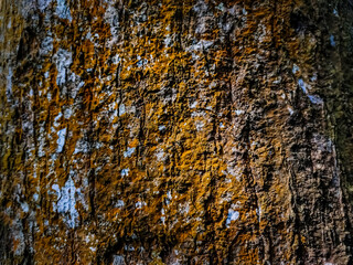 Obraz premium This is indian style pumpkin harvesting front view in the daytime.